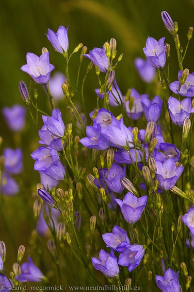 Wildflowers [2 of 5]