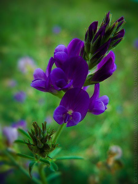 Macro: Alfalfa bloom