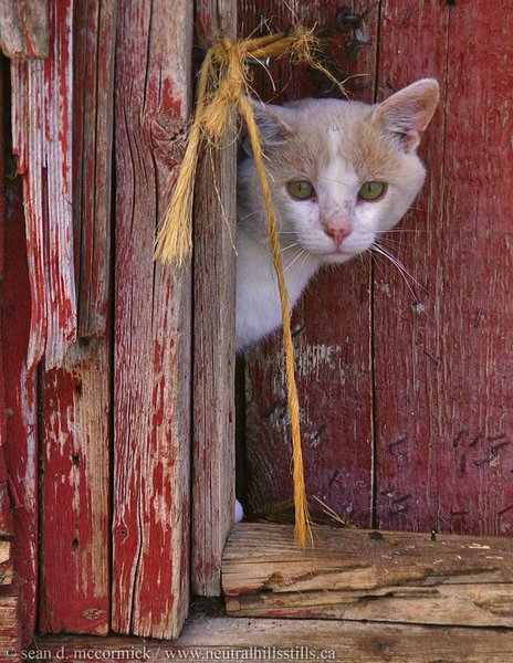 Peekaboo
