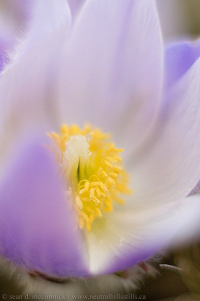 Crocuses: Spring 2007 [7 of 13]