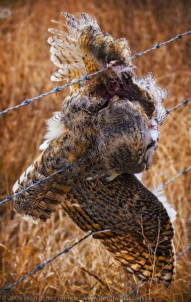 Sad sight: Dead owl hung up on fence line