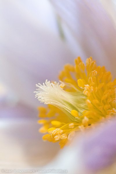 April 2010: Crocus season