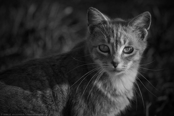 Youg farm cat, April 2010
