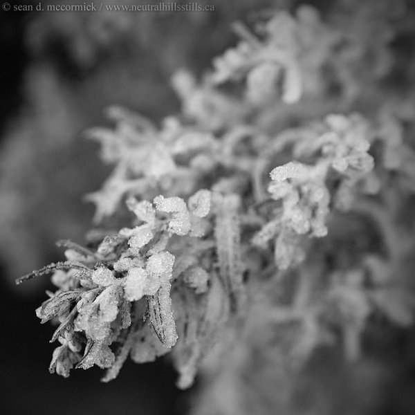 Jen's weeds are frosted up again