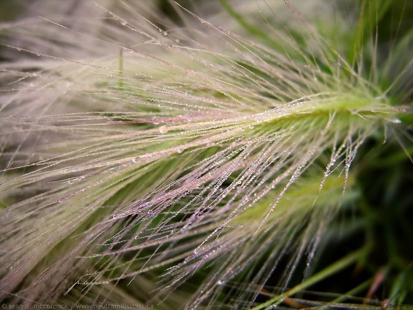 Morning dew on foxtails