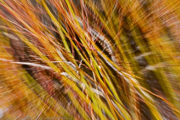 Willow growth, zoomed