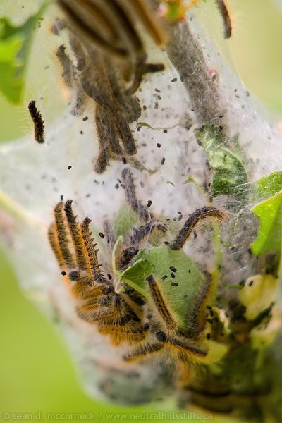 Tent caterpillar invasion, 2008 [2 of 3]