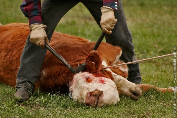 De-horning a cow