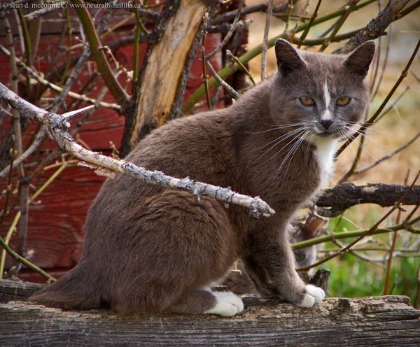 A less than purrrrfect composition.