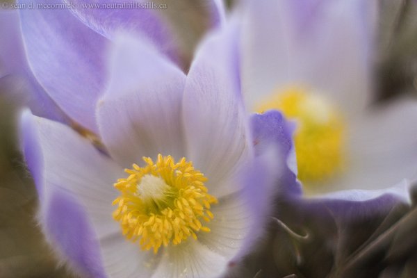 Crocuses: Spring 2007 [11 of 13]