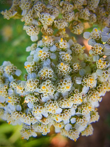 Baby's breath up close