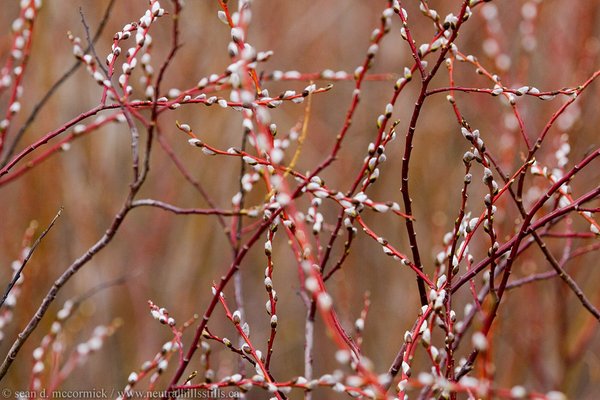 Perfunctory pussy willow shot [2 of 2]