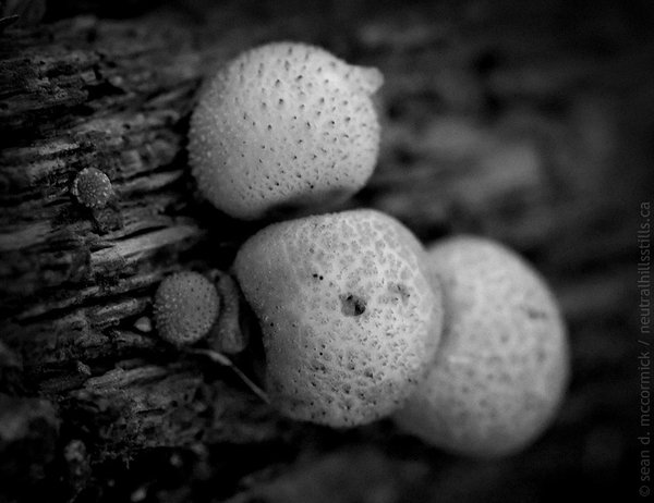 Puffballs growing on rotting fence board