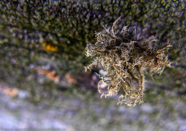 Fun with fungus