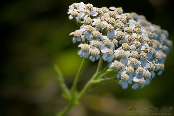 Not sure if this qualifies as a weed