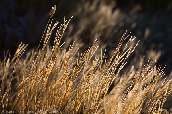 Frosted grass backlit by morning sun