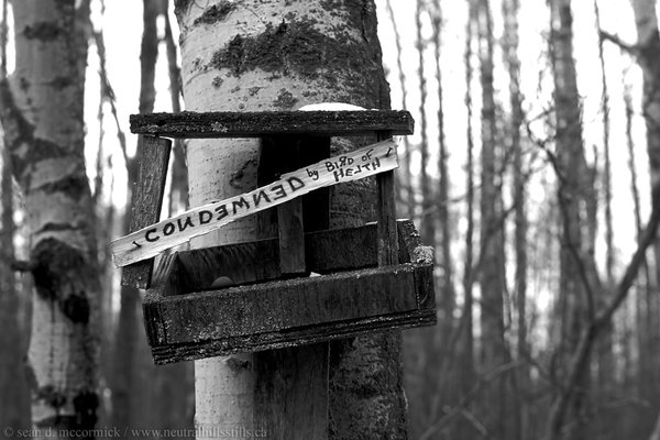 Condemned by bird of health