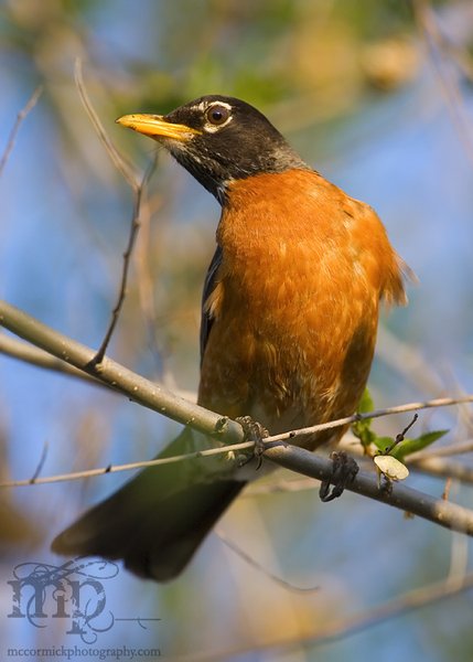 Momma robin luring me away from her young