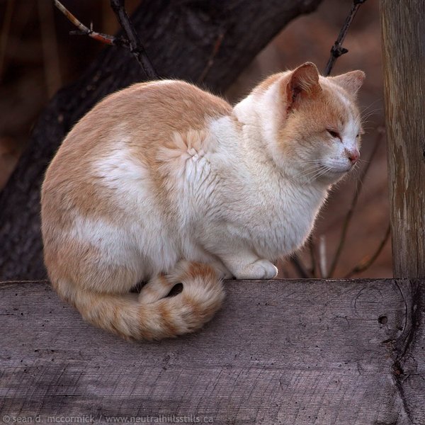 A classic case of sitting on the fence