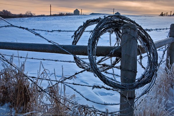 Coiled wire
