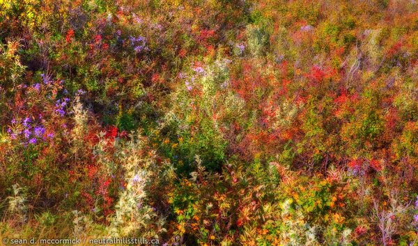 A little prairie impressionism