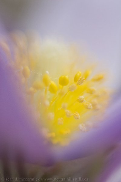 Crocuses: Spring 2007 [3 of 13]