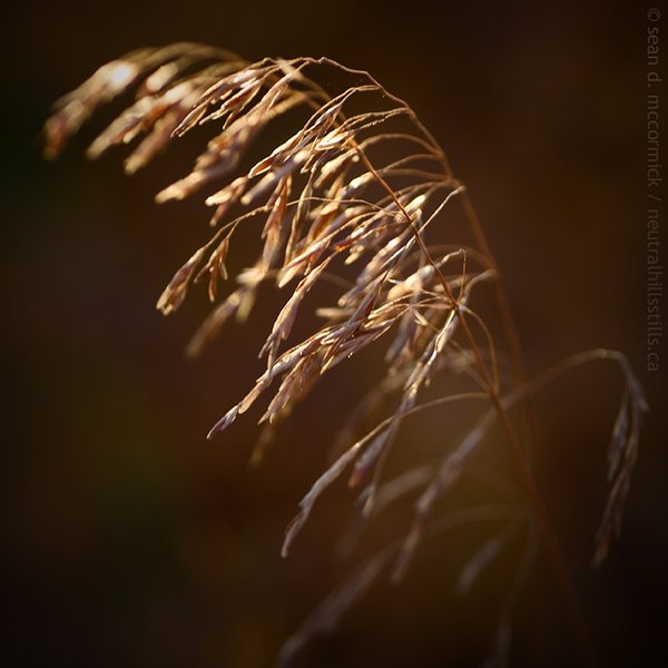 Grass in the last light of the day