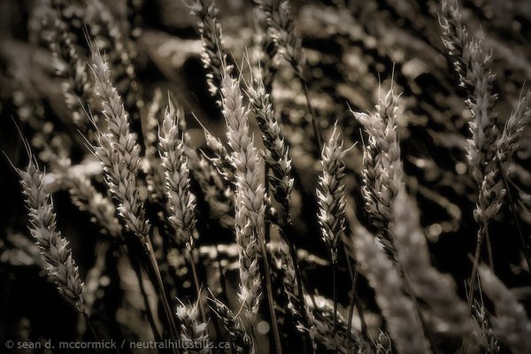 Eat yer Wheaties [2 of 2]