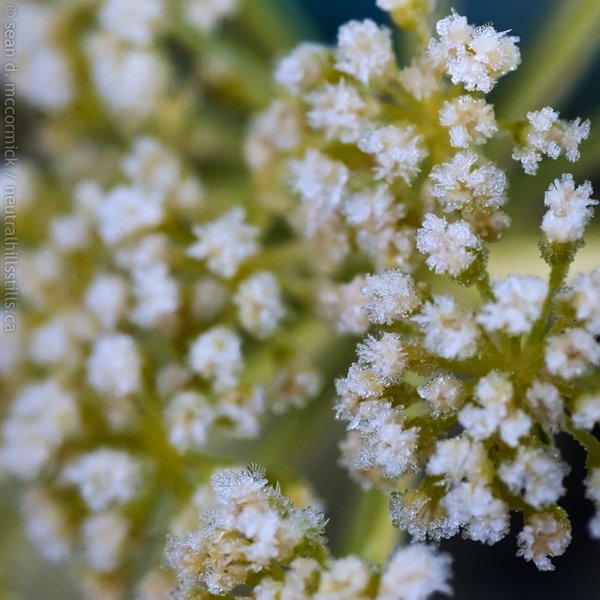 Frost on the dill