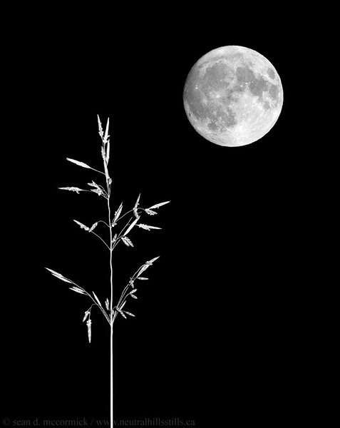 Composite: Moon & Grass