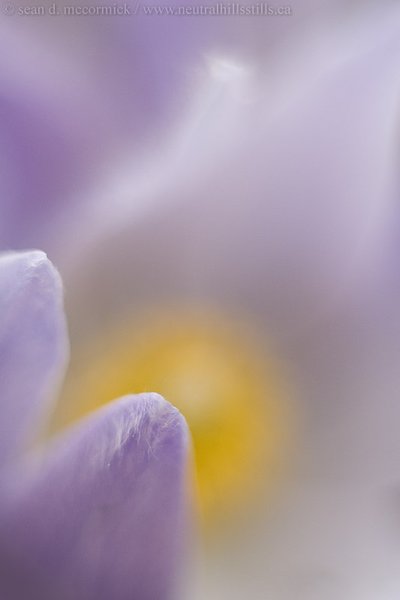 Crocuses: Spring 2007 [1 of 13]