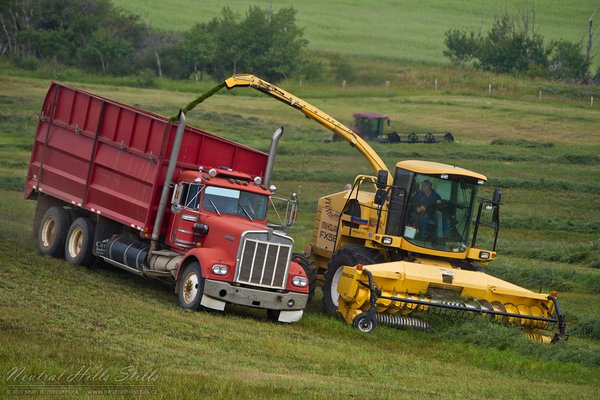 Deleff Family Silaging: August 2010 [1 of 2]