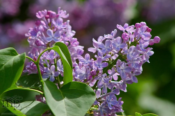 Faye's lilacs [1 of 5]