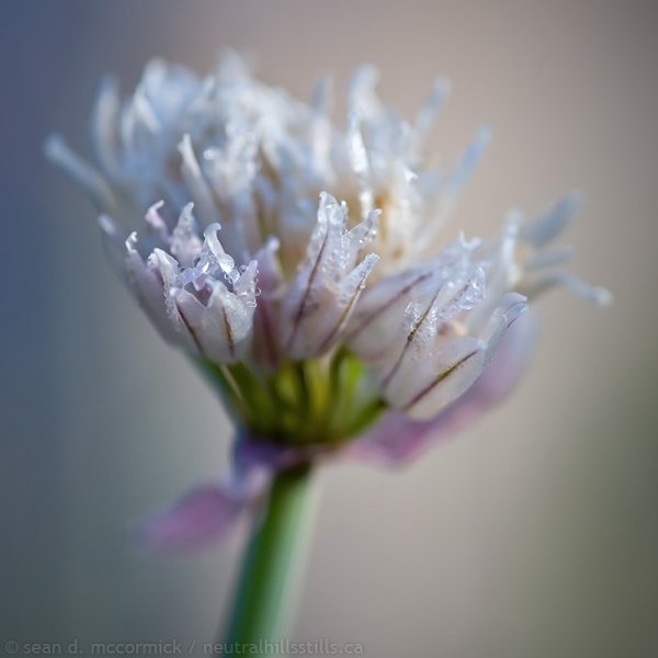 A touch of frost in the flower bed