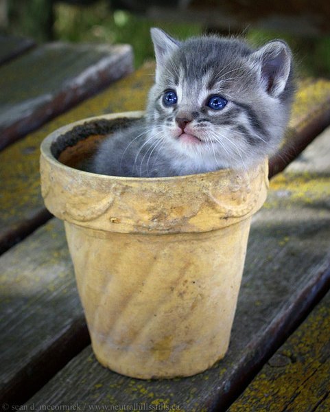 Going to pot