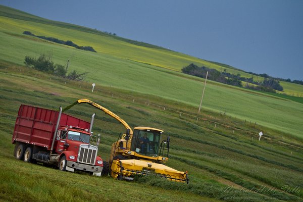Deleff Family Silaging: August 2010 [2 of 2]