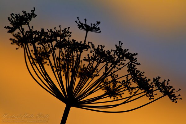 Dill weed silhouette Sunset, July 31, 2010