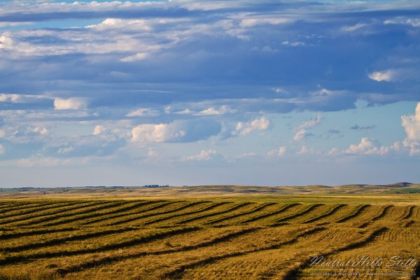 Swaths at dusk east of Esther