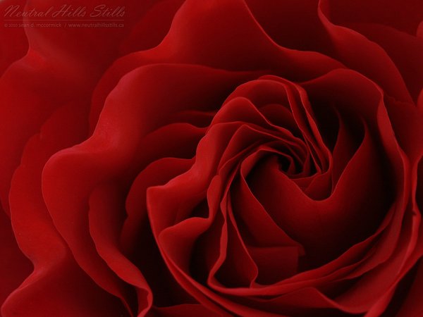 Funeral Rose