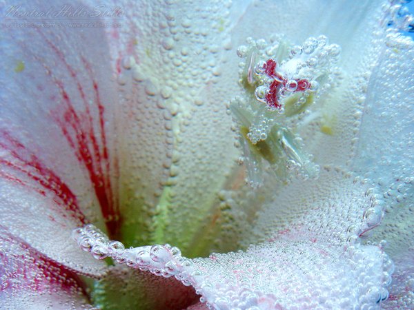 Submerged Asiatic Lilly