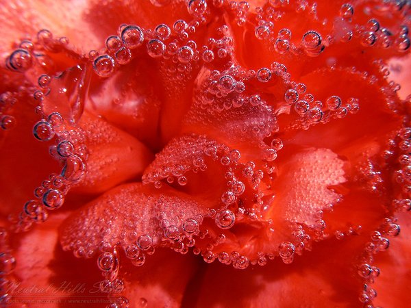 Submerged Carnation