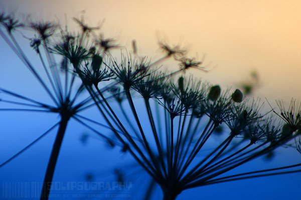 Dill Weed Silhouette