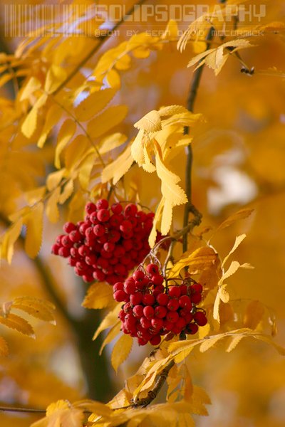 Red & Gold