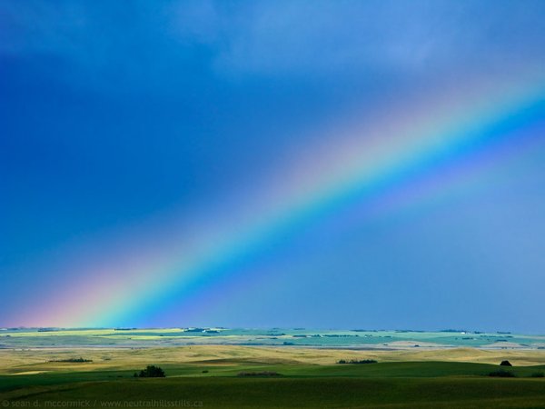 Pot of Canola at the End of the Rainbow