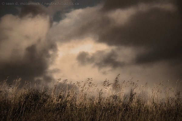 Grass & Sky