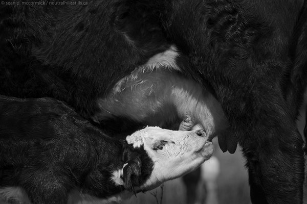 Got Milk? (2 of 2)