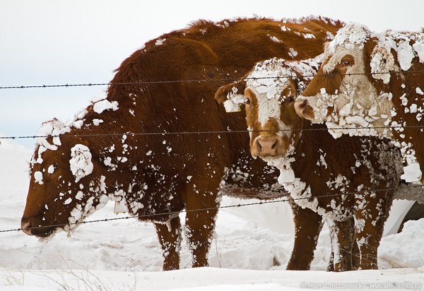Storm, Apr 2010: Sucks to be Moo [1 of 2]