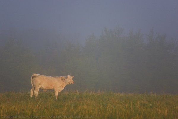 Haven't the foggiest notion