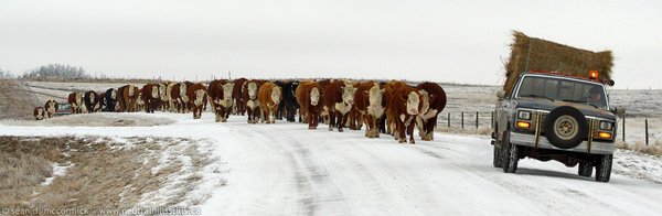 January cattle move [2 of 2]