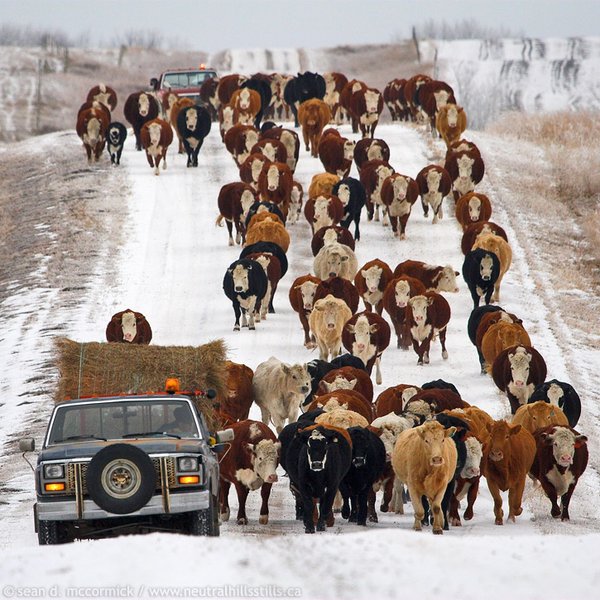 January cattle move [1 of 2]